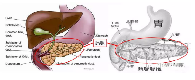間充質(zhì)干細(xì)胞是重癥胰腺炎患者的新選擇