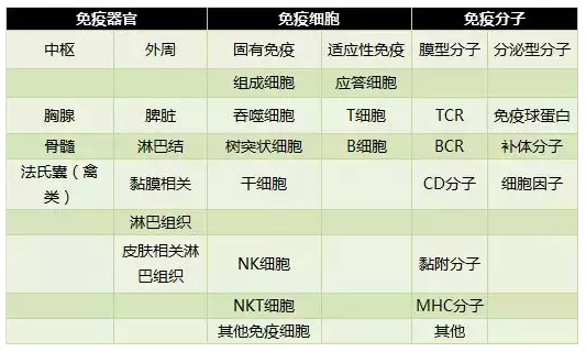 免疫細(xì)胞是生命寶藏，免疫系統(tǒng)是世界上最好的