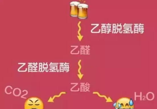 科學(xué)家喊你別喝酒了！酒精會(huì)破壞損傷干細(xì)胞