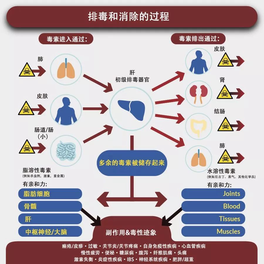 留神染發(fā)對(duì)肝臟、血液、細(xì)胞的危害！