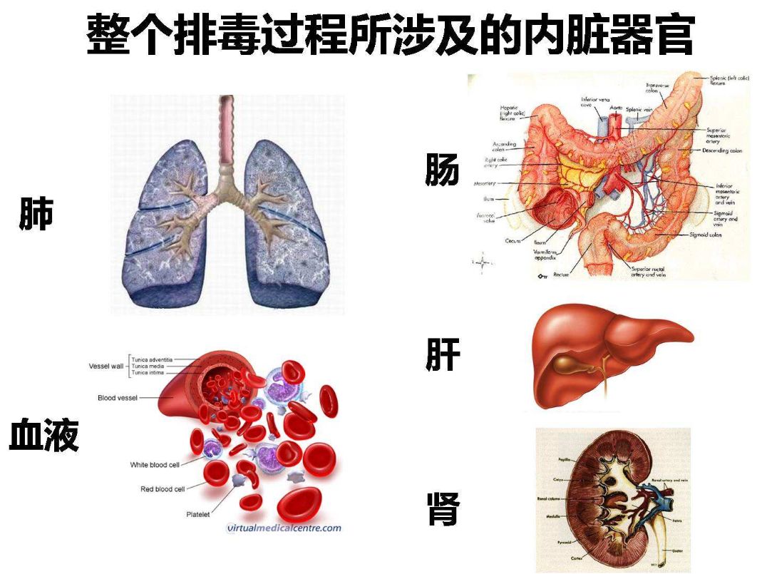 留神染發(fā)對(duì)肝臟、血液、細(xì)胞的危害！