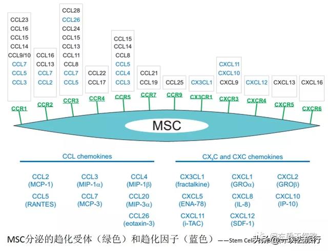 間充質干細胞MSC的功能特性和臨床挑戰(zhàn)