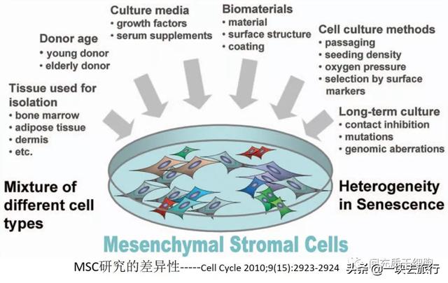 間充質干細胞MSC的功能特性和臨床挑戰(zhàn)