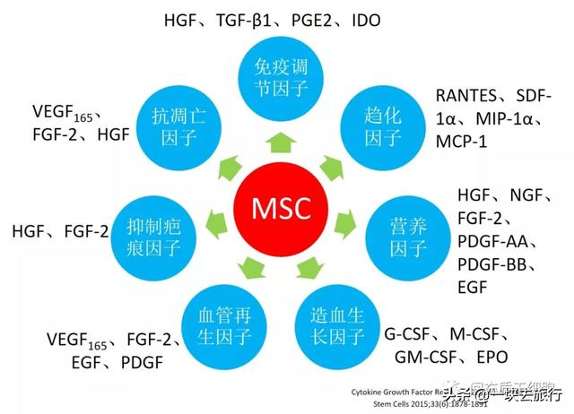 間充質干細胞MSC的功能特性和臨床挑戰(zhàn)