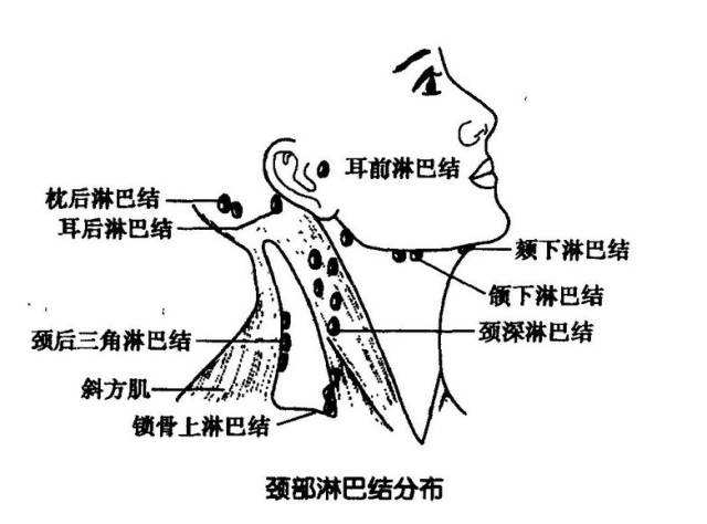 淋巴排毒真的太重要了!淋巴通,百病消