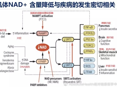 干細(xì)胞太貴？了解一下NAD+，幫助干細(xì)胞更新