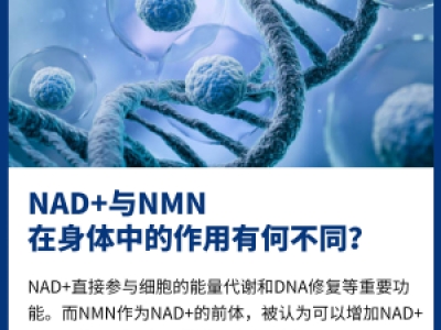 NAD+與NMN在身體中的作用有何不同?
