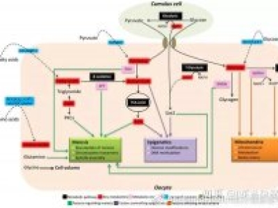 再生科學助孕：卵母細胞發(fā)育的代謝控制與母體