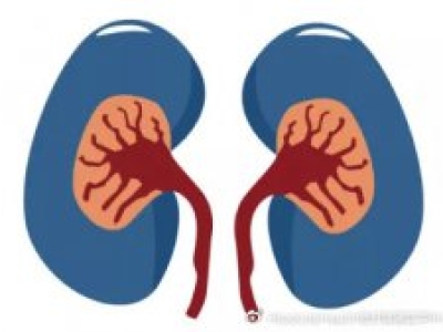 干細胞治療腎損傷，有效修復腎細胞，恢復腎功