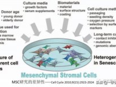 間充質(zhì)干細(xì)胞MSC的功能特性和臨床挑戰(zhàn)